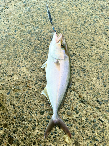 ショゴの釣果