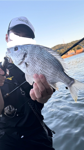 キビレの釣果