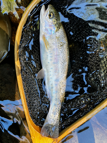 ニジマスの釣果