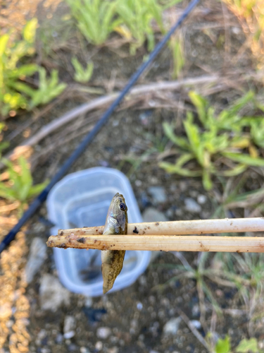 ビリンゴの釣果