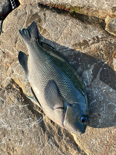 メジナの釣果