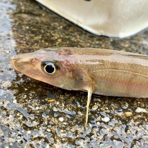 シロギスの釣果