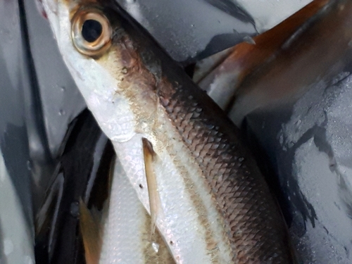 カマスの釣果