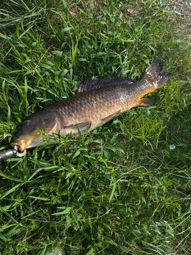 コイの釣果