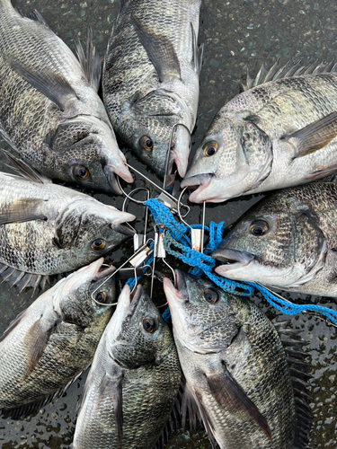 クロダイの釣果