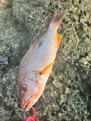 クロホシフエダイの釣果