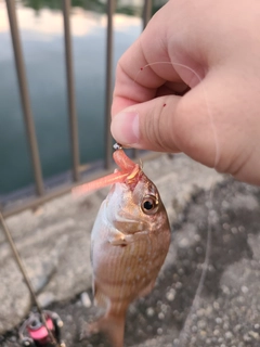 チャリコの釣果