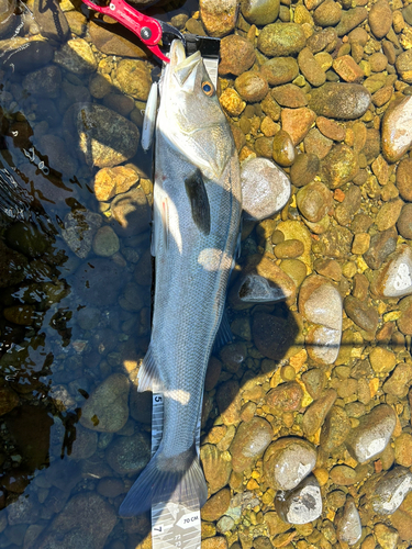 スズキの釣果