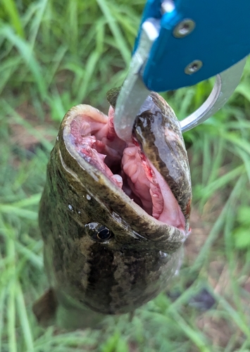 ライギョの釣果