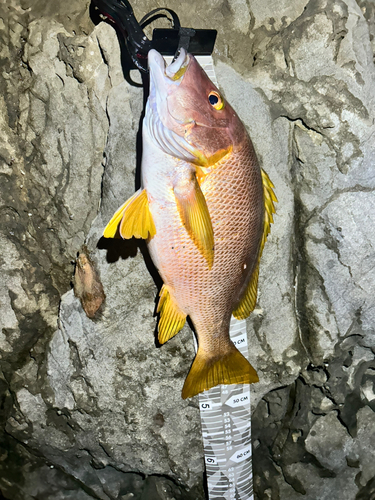 シブダイの釣果