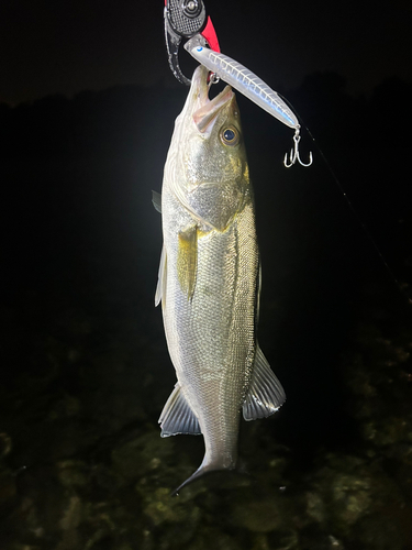 スズキの釣果