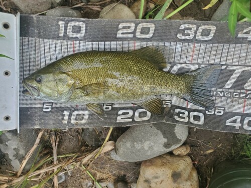 スモールマウスバスの釣果