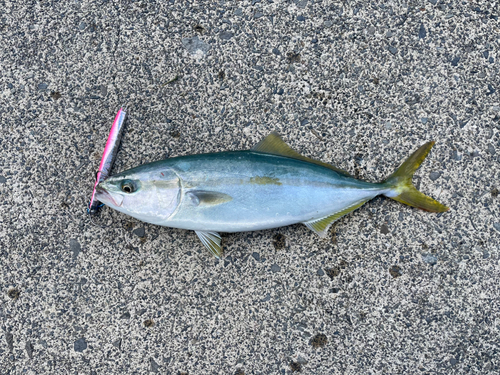 ヤズの釣果