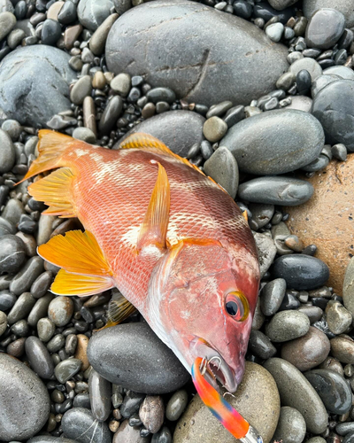 シブダイの釣果