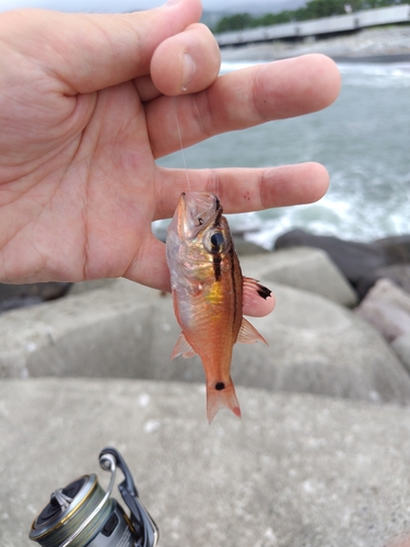 ネンブツダイの釣果