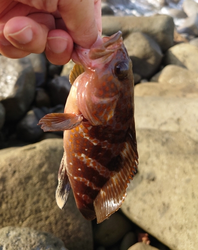 キジハタの釣果