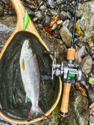 アマゴの釣果