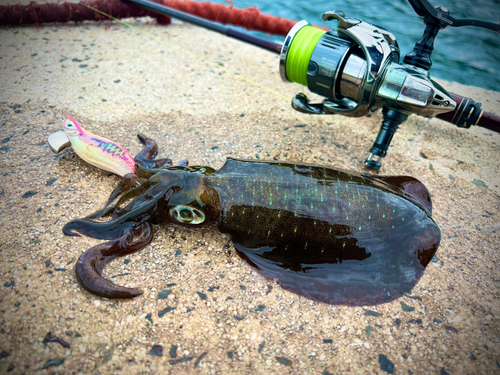 アオリイカの釣果