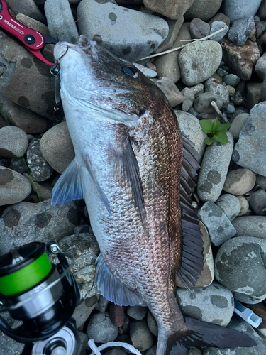 タイの釣果