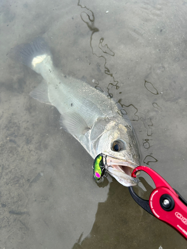 スズキの釣果