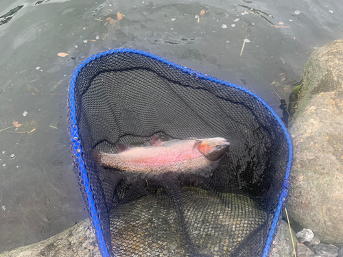 ニジマスの釣果