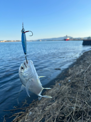 メッキの釣果