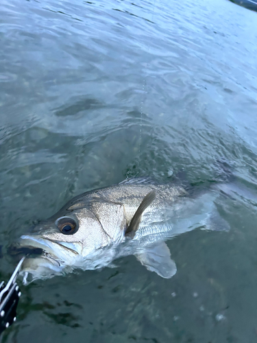 スズキの釣果