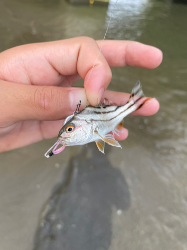 コトヒキの釣果