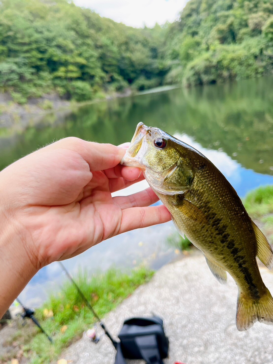 ブラックバス