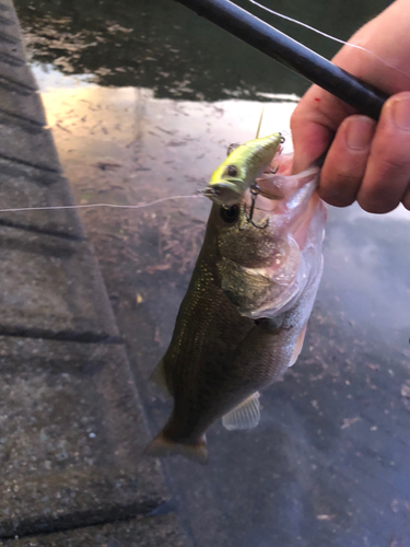 ナマズの釣果