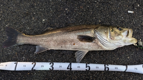 シーバスの釣果