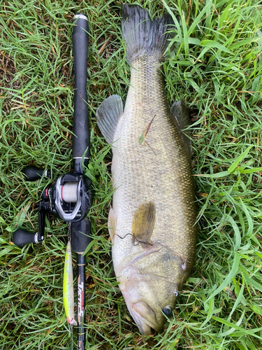 ブラックバスの釣果