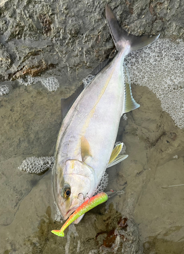 ショゴの釣果