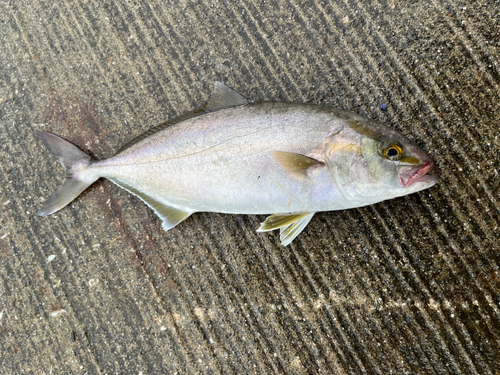 ショッコの釣果