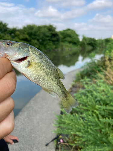 ラージマウスバスの釣果