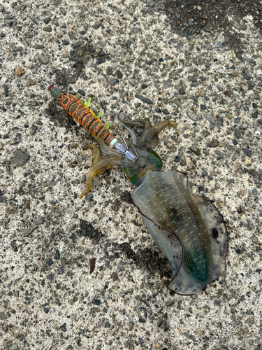 アオリイカの釣果