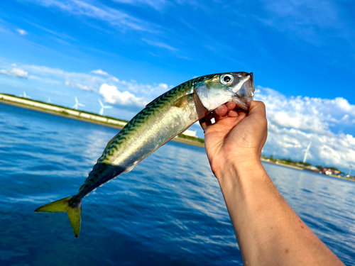 サバの釣果