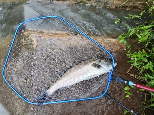 スズキの釣果