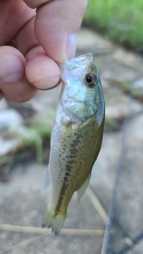 ブラックバスの釣果