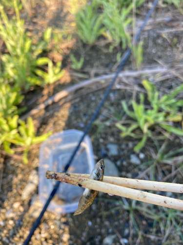 ビリンゴの釣果