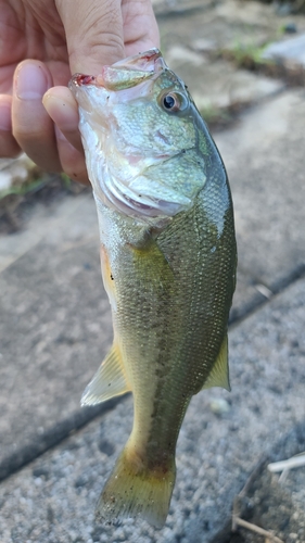 ブラックバスの釣果