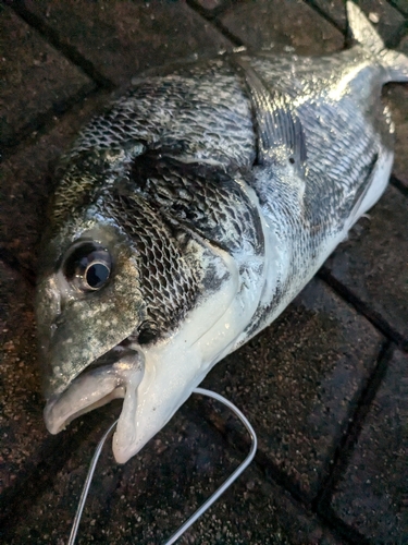 クロダイの釣果