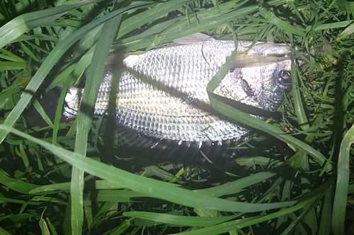 キビレの釣果