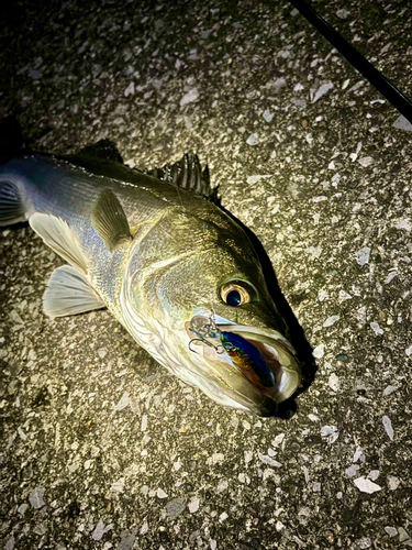 シーバスの釣果