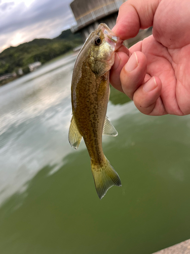 ラージマウスバスの釣果