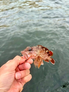 イソカサゴの釣果