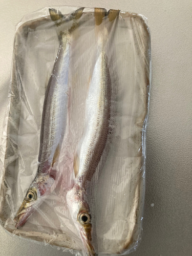 カマスの釣果