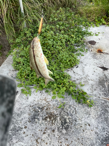 ヒメジの釣果