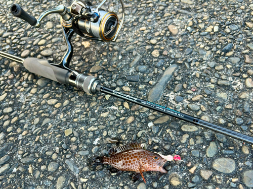 オオモンハタの釣果