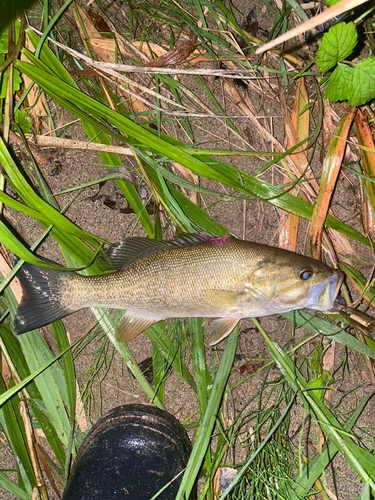 スモールマウスバスの釣果